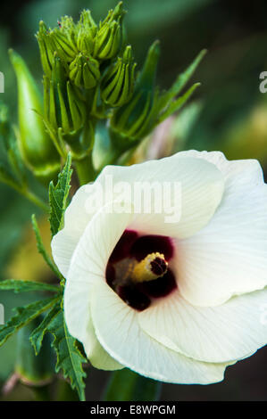 Close up of a Tomatillo or Mexican Husk Tomato and it's related white large flower. Stock Photo