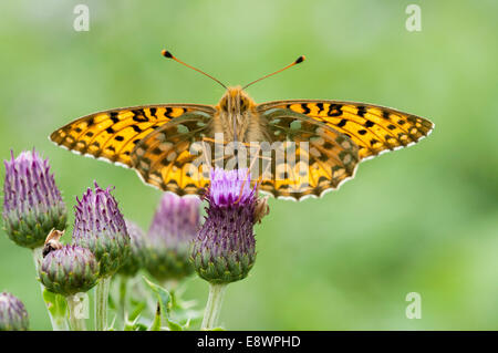 Dark green fritillary feeding on thistle Stock Photo