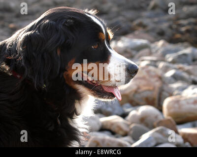 Bernese Mountain Dog, UK Stock Photo