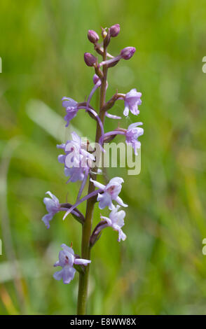 Single spike of Fragrant Orchid taken at Box Hill, Surrey Stock Photo