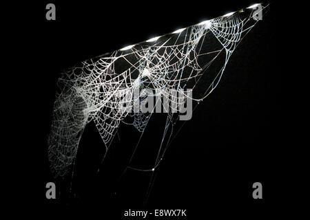 cobweb, hanging on, low energy, LED, street lamp, in fog, Spider Stock Photo