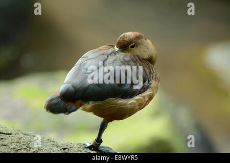 beautiful Lesser Whistling-Duck (Dendrocygna javanica) resting on the water Stock Photo