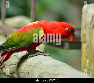 beautiful Chattering Lory (Lorius garrulus) at tree top Stock Photo