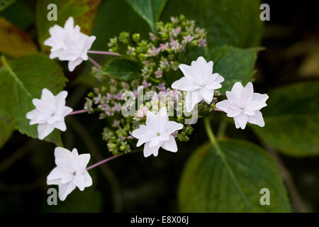 Hydrangea serrata 'Fuji Waterfall'. Stock Photo