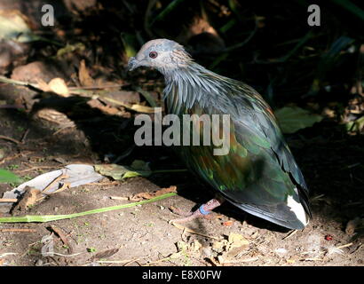 Nicobar pigeon (Caloenas nicobarica) Stock Photo