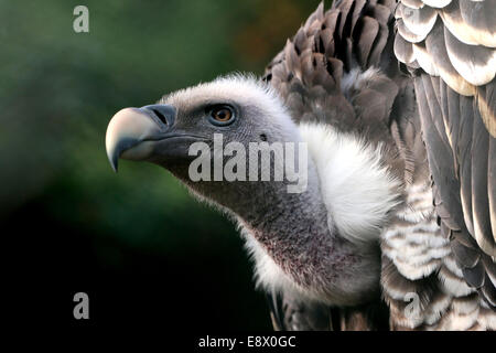 Rüppell's Vulture (Gyps rueppellii) extreme close-up of head and beak Stock Photo