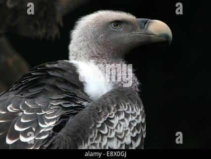 Rüppell's Vulture (Gyps rueppellii) extreme close-up of head and beak Stock Photo