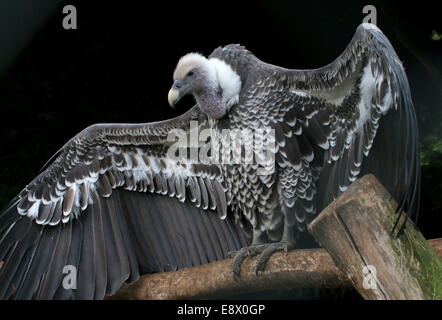 African Rüppell's Vulture (Gyps rueppellii) in close-up with wings spread open wide Stock Photo