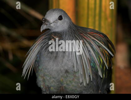 Nicobar pigeon (Caloenas nicobarica) detailed close-up of the head Stock Photo