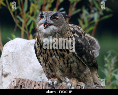 Eurasian eagle-owl (Bubo bubo) swallowing a small chick Stock Photo