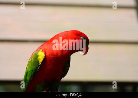 beautiful Chattering Lory (Lorius garrulus) at tree top Stock Photo