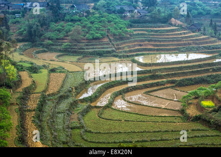 Dry and wet terraced rice paddies in winter landscape. Stock Photo