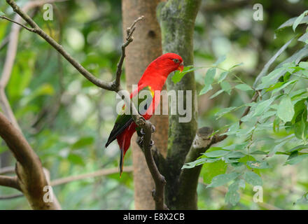 beautiful Chattering Lory (Lorius garrulus) at tree top Stock Photo