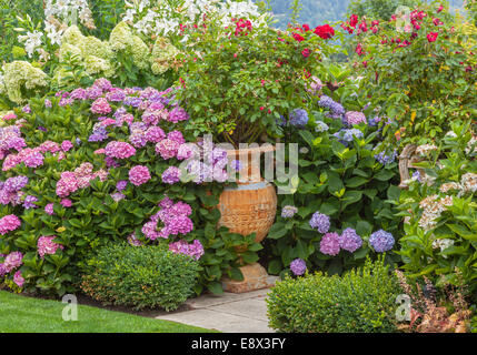 Vashon-Maury Island, WA: Potted urns in a perennial garden featuring hydrangeas, roses, lilies and boxwood. Stock Photo