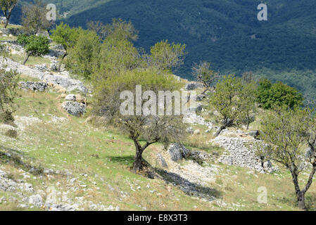 Flocks of sheep on mountainside, Monte Sant'Angelo, Gargano peninsula, Puglia, Italy Stock Photo
