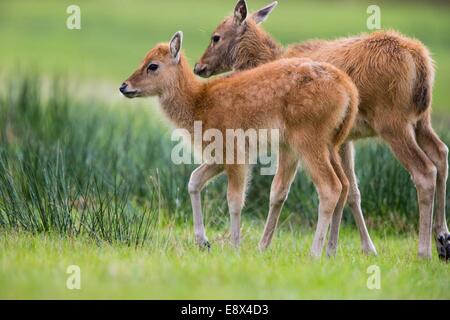 Young Pere David deer at Margam Park Stock Photo