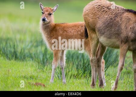 Young Pere David deer at Margam Park Stock Photo