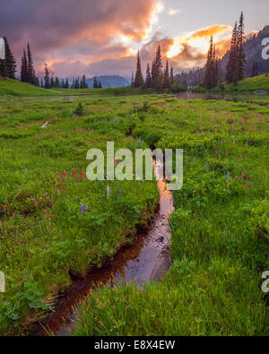 Mount Rainier National Park, WA: Small stream reflects the color of sunset from Upper Tipsoo Lake Stock Photo