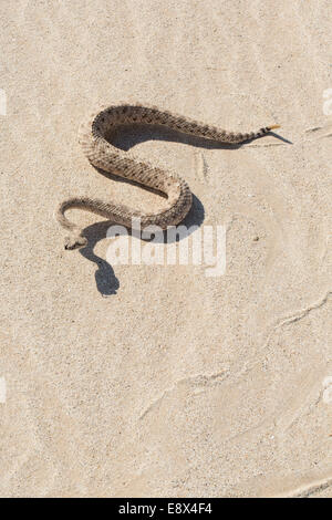 Sidewinder, Crotalus cerastes, Anza-Borrego Desert, California Stock Photo
