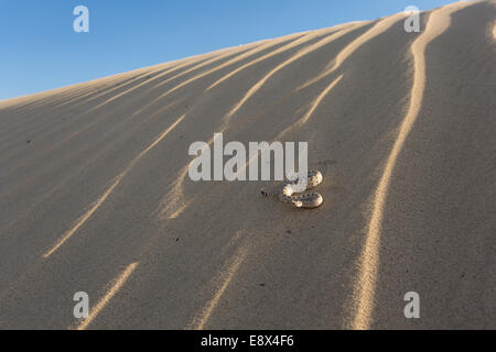 Sidewinder, Crotalus cerstastes, on sand dune, Anza-Borrego Desert, California Stock Photo