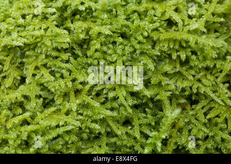 Moss Hypnum cupressiforme Stock Photo