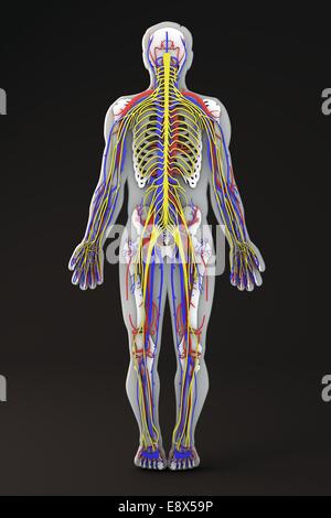 Human body shape section, the circulatory system: venous and arterial systems Stock Photo