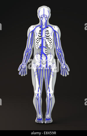 Human body shape section, the circulatory system: venous and arterial and nervous systems Stock Photo