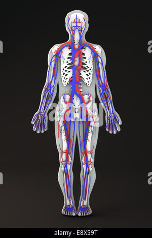 Section of the human body internal apparatuses, body shape section, venous and arterial circulatory system Stock Photo