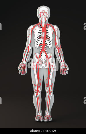 Section of the human body internal apparatuses, body shape section, arterial circulatory system Stock Photo
