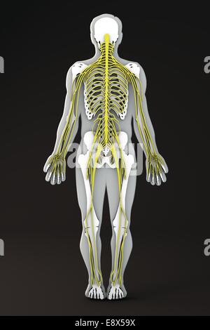 Section of the human body internal apparatuses, body shape section, nervous system Stock Photo