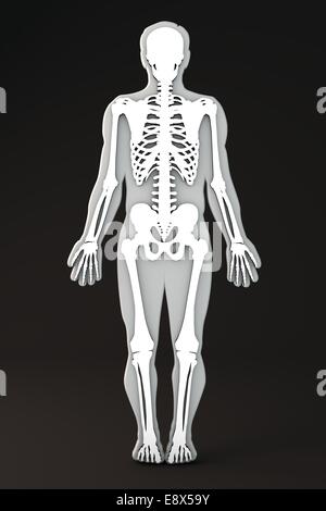 Human body outline skeleton section Stock Photo