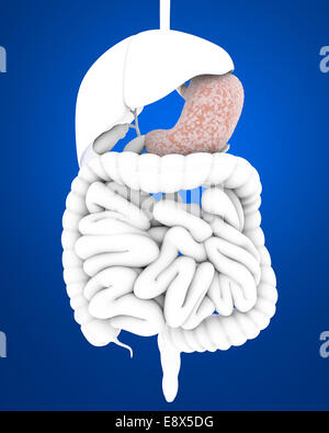 3D digestive system, stomach, internal organs on blue background Stock Photo