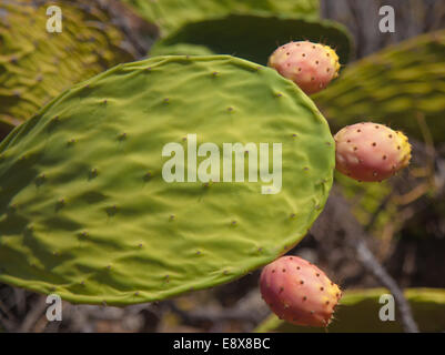 ripening fruit of Opuntia ficus-indica, prickly pear Stock Photo
