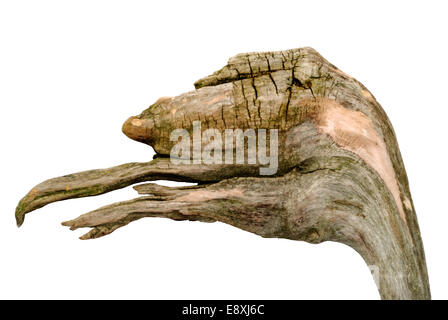 snag in form head of dinosaur Stock Photo