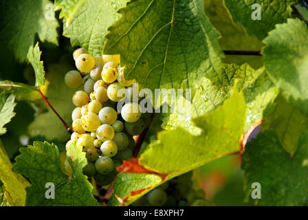 Grapes cluster Stock Photo