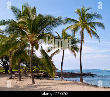 Palm trees on Hawaiian Beach Stock Photo