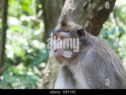 Monkey Forest, Bali. Stock Photo