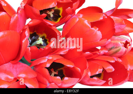 Bouquet of red tulips. Isolated on white Stock Photo