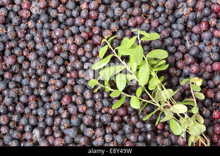 Background made from blueberry Stock Photo