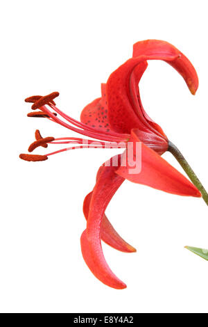 Tiger lily flower. Isolated on white Stock Photo