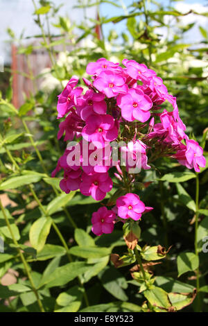 Pink phlox in a garden Stock Photo