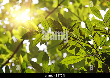 Morning sun shines through fresh leaves Stock Photo