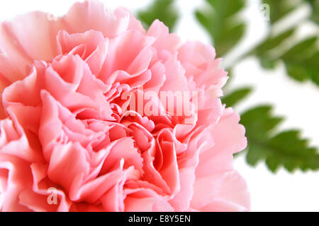 Pink carnation Stock Photo