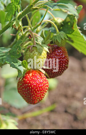 Red strawberry growing in a garden Stock Photo