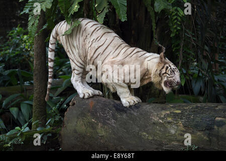 White Tiger (Panthera tigris tigris) Stock Photo