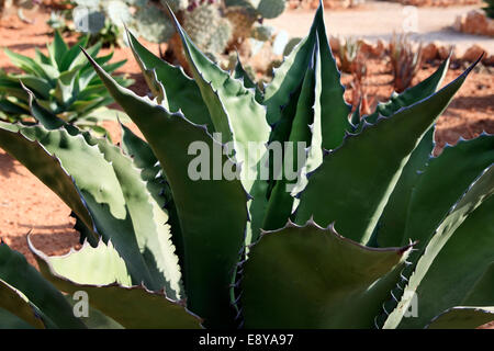 Botanicactus garden, Jardín Botánico, Ses Salines, Mallorca, Balearic Islands, Spain.