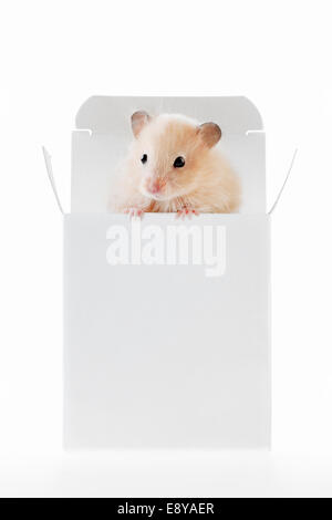 Little hamster sitting inside a box Stock Photo