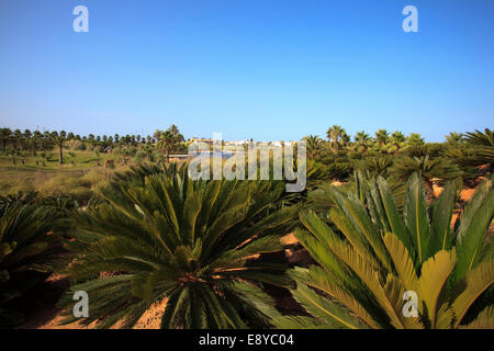Botanicactus garden, Jardín Botánico, Ses Salines, Mallorca, Balearic Islands, Spain.