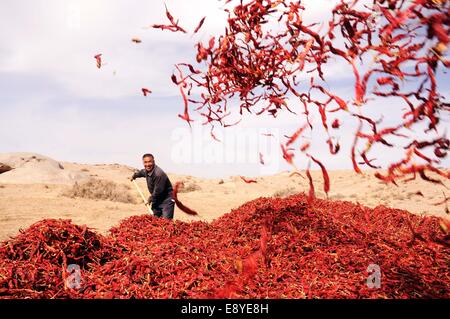 Zhangye, China's Gansu Province. 16th Oct, 2014. A farmer tosses red chillies to be dried in Qiba village of Gaotai County in Zhangye City, northwest China's Gansu Province, Oct. 16, 2014. Credit:  Wang Jiang/Xinhua/Alamy Live News Stock Photo