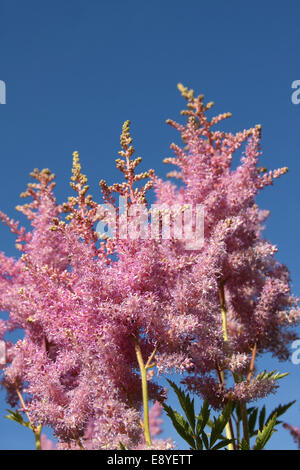 Pink astilbe on the background of blue sky Stock Photo